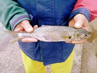 Только фото — короткая заметка: сезон, приманка и место были бы в тему