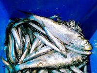 Фотки без слов 2 — хочется знать, что, где и на что сработало