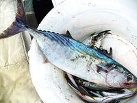 Только фото 3 — без подписи: уточните точки и рабочие приманки, пожалуйста