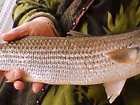 Только фото 3 — без подписи: уточните точки и рабочие приманки, пожалуйста