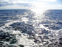 Созополь, буна Перла и мыс Коракя: самодуры молчали, паламида взяла ходом