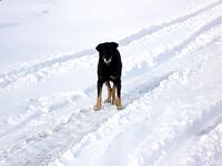 Зимняя морская рыбалка в Бургасе: карагьоз под морозом и ноль реализации
