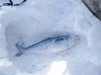 Зимняя морская рыбалка в Бургасе: карагьоз под морозом и ноль реализации