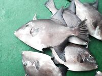 Карибский маршрут — Куба, Мексика, Коста-Рика, Панама, Венесуэла: что брать?