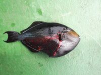 Карибский маршрут — Куба, Мексика, Коста-Рика, Панама, Венесуэла: что брать?