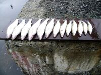 Бургас под дождём: тринадцать судаков на «бабушку» при +9 и юго-западном ветре