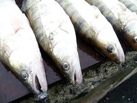 Бургас под дождём: тринадцать судаков на «бабушку» при +9 и юго-западном ветре