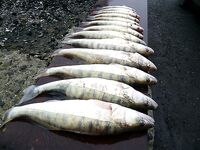 Бургас под дождём: тринадцать судаков на «бабушку» при +9 и юго-западном ветре