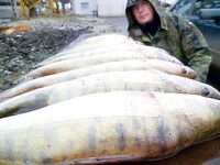 Бургас под дождём: тринадцать судаков на «бабушку» при +9 и юго-западном ветре