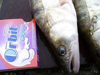 Бургас под дождём: тринадцать судаков на «бабушку» при +9 и юго-западном ветре