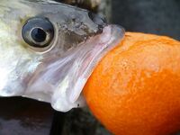 Бургас под дождём: тринадцать судаков на «бабушку» при +9 и юго-западном ветре