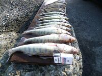 Западный порт Бургас: мороз, первый лёд и двадцать без одного судака за утро