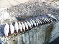 Западный порт Бургас: мороз, первый лёд и двадцать без одного судака за утро