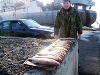 Западный порт Бургас: мороз, первый лёд и двадцать без одного судака за утро