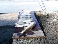 Западный порт Бургас: мороз, первый лёд и двадцать без одного судака за утро