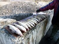 Западный порт Бургас: мороз, первый лёд и двадцать без одного судака за утро