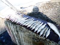 Западный порт Бургас: мороз, первый лёд и двадцать без одного судака за утро