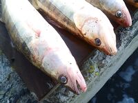 Западный порт Бургас: мороз, первый лёд и двадцать без одного судака за утро