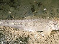 Приманка «бабушка»: короткая заметка о наживке для судака и компании