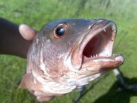 ЮАР — морская рыбалка в Южной Африке без слов: фото говорят сами за себя