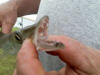 ЮАР — морская рыбалка в Южной Африке без слов: фото говорят сами за себя