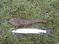 ЮАР — морская рыбалка в Южной Африке без слов: фото говорят сами за себя