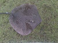 ЮАР — морская рыбалка в Южной Африке без слов: фото говорят сами за себя