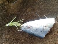 ЮАР — морская рыбалка в Южной Африке без слов: фото говорят сами за себя