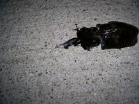 Зимняя морская рыбалка в Турции, Коньяалты: группер, морской лещ и сабида ночью