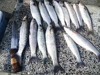 Весна в Бургасе — морская рыбалка в Бургасе по кефали, нереис и прикормка зажигают