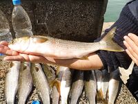 Весна в Бургасе — морская рыбалка в Бургасе по кефали, нереис и прикормка зажигают