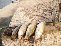 Западный порт Бургаса — шёл за карагьозом, вернулся со шпротной мелочью