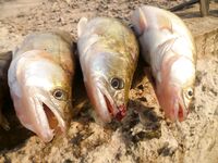 Западный порт Бургаса — шёл за карагьозом, вернулся со шпротной мелочью