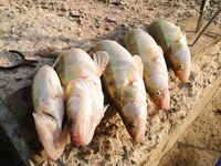 Западный порт Бургаса — шёл за карагьозом, вернулся со шпротной мелочью