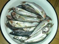 Короткий привет — выхожу в море и держу связь