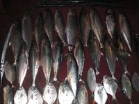 Конго — барракуда на рейде, хищник без компромиссов