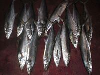 Конго — барракуда на рейде, хищник без компромиссов