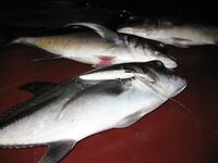 Тропическая ночь — каранксы на воблере у границы света, акулы воруют трофеи