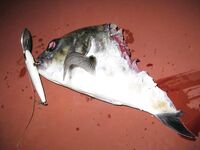 Тропическая ночь — каранксы на воблере у границы света, акулы воруют трофеи