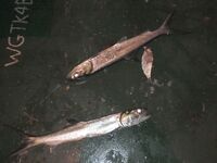 Морской «жерех» с кастмастера и самодура — костистый, но боец отличный