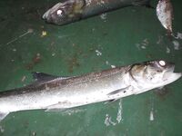 Морской «жерех» с кастмастера и самодура — костистый, но боец отличный