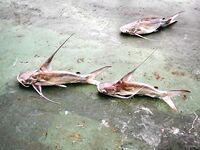 Сомики на кальмара — ничего хитрого, резина работает хуже, но берут