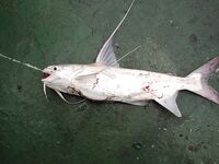 Сомики на кальмара — ничего хитрого, резина работает хуже, но берут