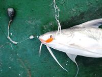 Сомики на кальмара — ничего хитрого, резина работает хуже, но берут