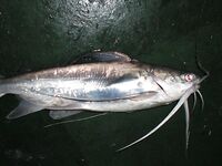 Сомики на кальмара — ничего хитрого, резина работает хуже, но берут