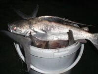 Сомики на кальмара — ничего хитрого, резина работает хуже, но берут