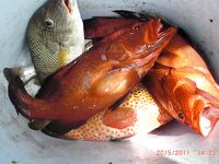 Океанские окуни по координатам — далеко от берега, коптили прямо на судне