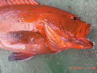 Океанские окуни по координатам — далеко от берега, коптили прямо на судне