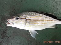 Океанские окуни по координатам — далеко от берега, коптили прямо на судне