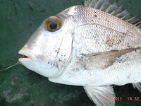 Океанские окуни по координатам — далеко от берега, коптили прямо на судне